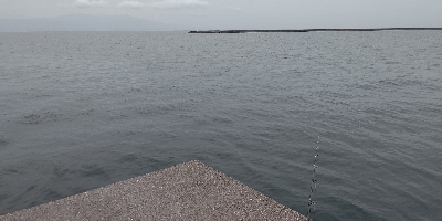 泳がせでネイゴ！