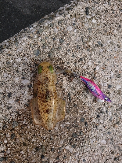 ちょこっとエギング！