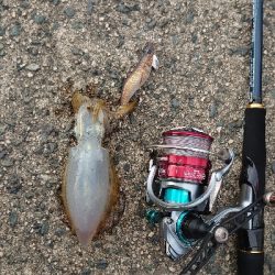 サイトエギング