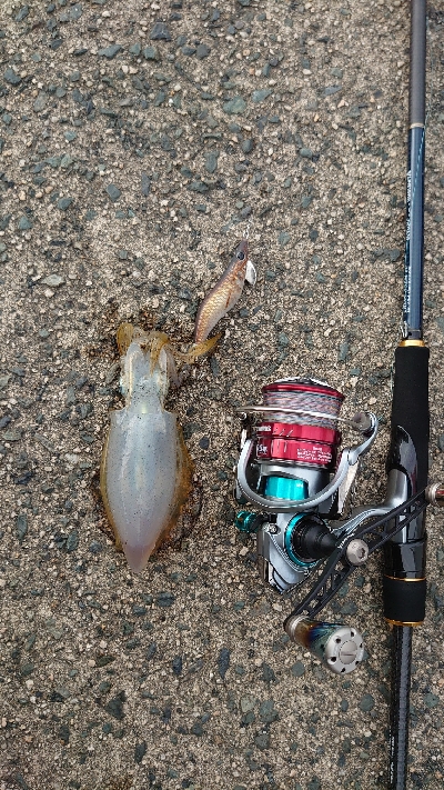 サイトエギング