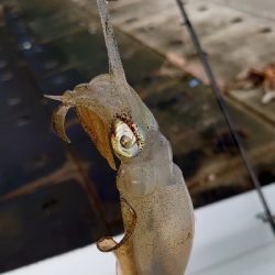 朝マヅメエギング