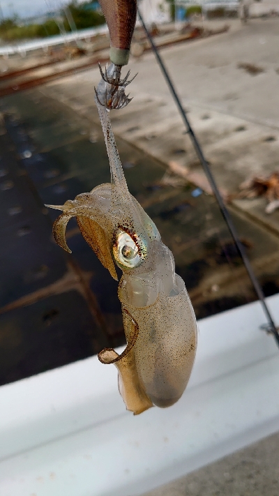 朝マヅメエギング