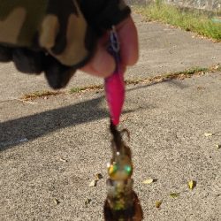 朝マヅメエギング