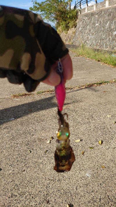 朝マヅメエギング