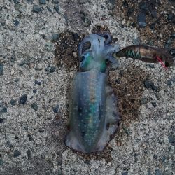 トンカツサイズも混じりだした!?