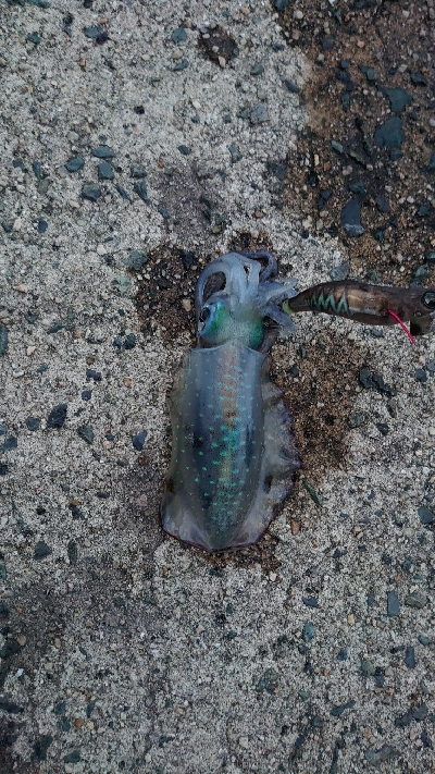 トンカツサイズも混じりだした!？