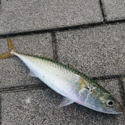 アジングのつもりが