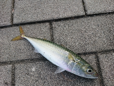 アジングのつもりが