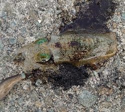 まだコロッケサイズ