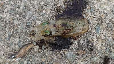 まだコロッケサイズ