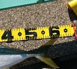 連休最終日にやっと貧果脱出