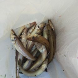 苅屋海岸のキス釣り