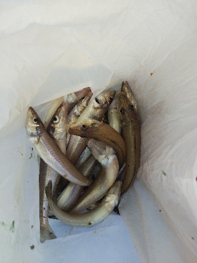 苅屋海岸のキス釣り