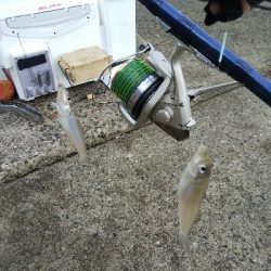 苅屋海岸のキス釣り