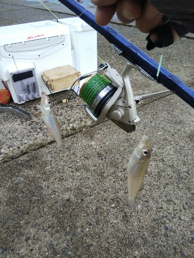 苅屋海岸のキス釣り