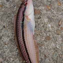 今年初のカワハギ狙い