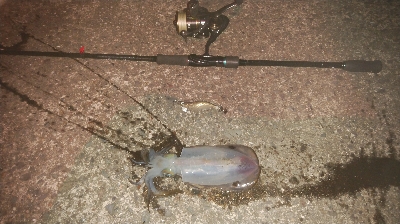 サーファーには、イイ波でした