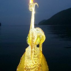 地震の影響？魚不在