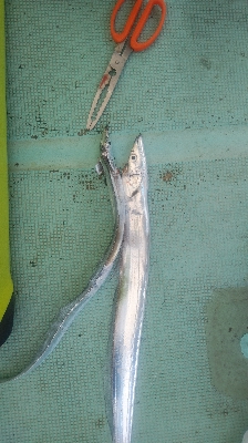 タチウオ＋青物