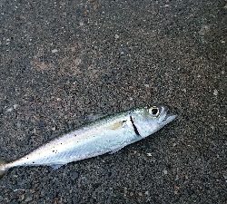 アジいず、サバ祭り