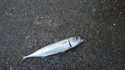 アジいず、サバ祭り