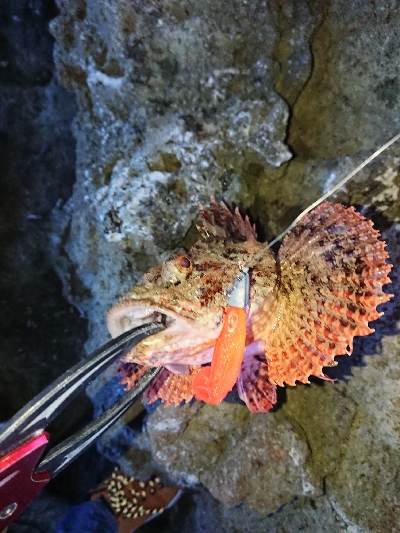 グルーパーゲーム