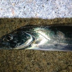 そろそろシーズンインかな