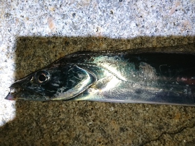 そろそろシーズンインかな