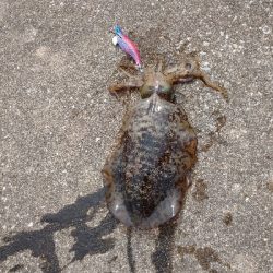 対馬出張でエギング