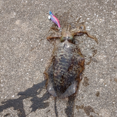 対馬出張でエギング