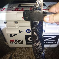 タチウオにビビったか