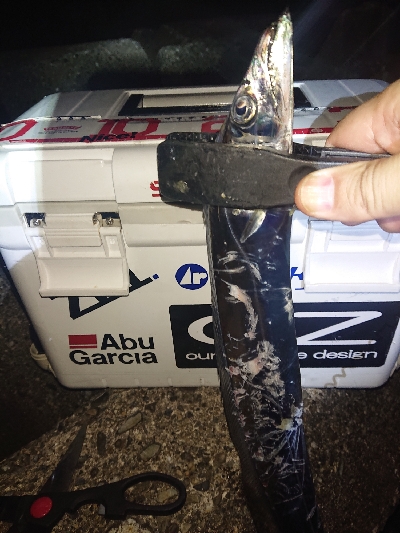 タチウオにビビったか