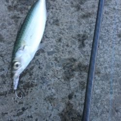 またもやサバ祭り