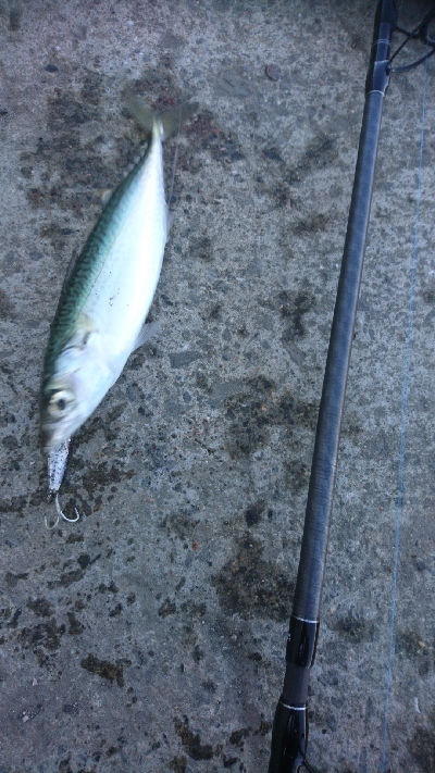 またもやサバ祭り