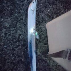 今年初太刀魚&ツバス