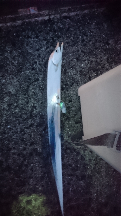 今年初太刀魚&ツバス