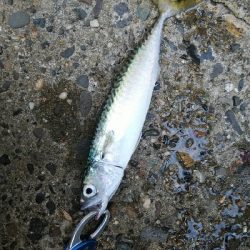 大阪湾まだまだサバラッシュ