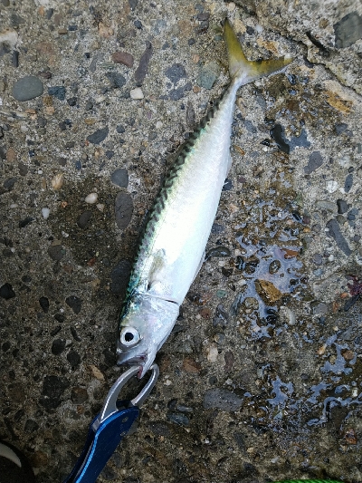 大阪湾まだまだサバラッシュ