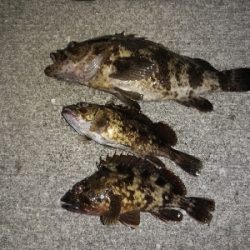 タケノコメバル35cm