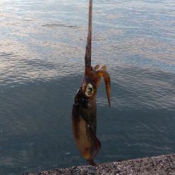 暑いなか何とか…