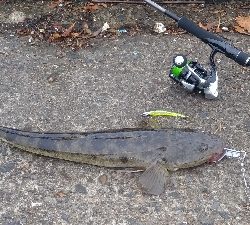 マゴチ、サゴシ、ツバス