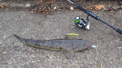 マゴチ、サゴシ、ツバス