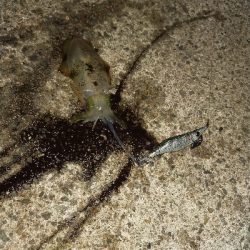 アオリイカ調査