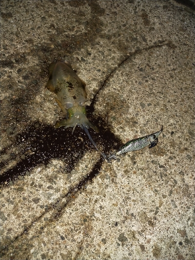 アオリイカ調査