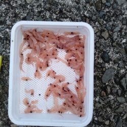 鯵釣り？
