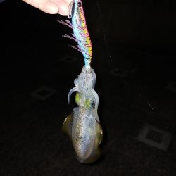 エギング楽しい