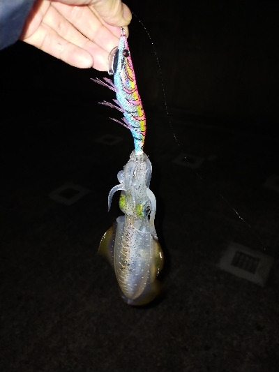 エギング楽しい