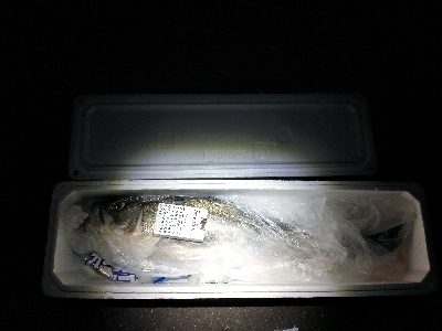 仕事終わりの夜遊び