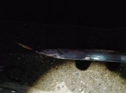 大阪湾奥にもようやくタチウオ