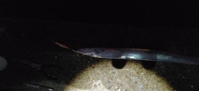 大阪湾奥にもようやくタチウオ